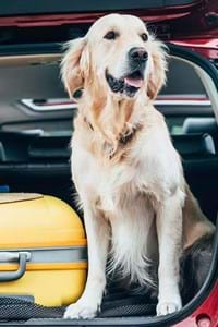 golden retriever dog panting in open car