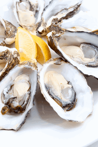oysters fresh in st malo brittany france