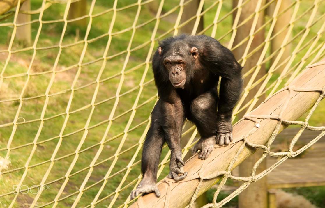 A chimpanzee climbs the ropes at Monkey World Dorset