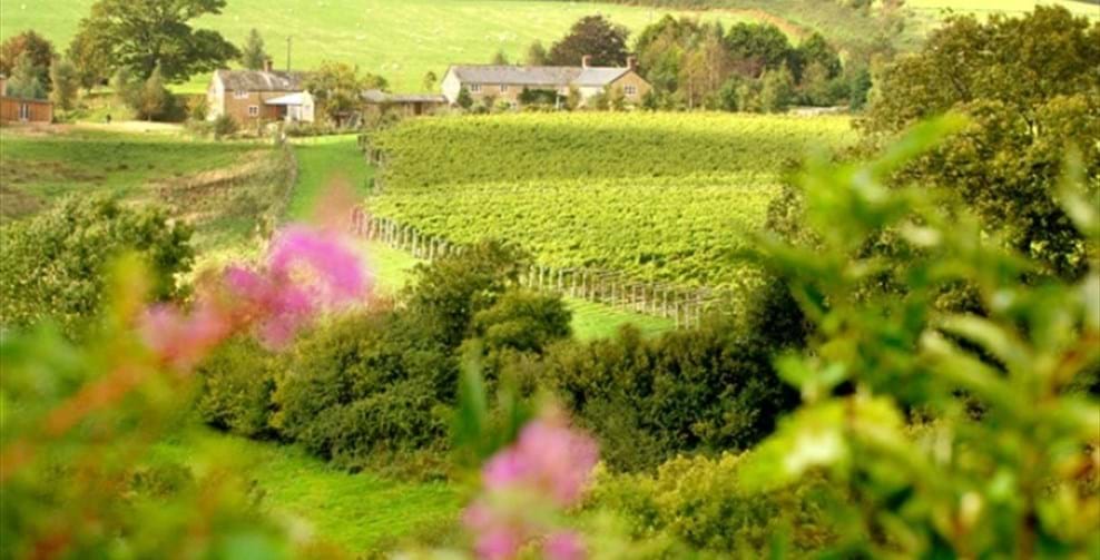 Views over Furleigh Estate Winery Dorset