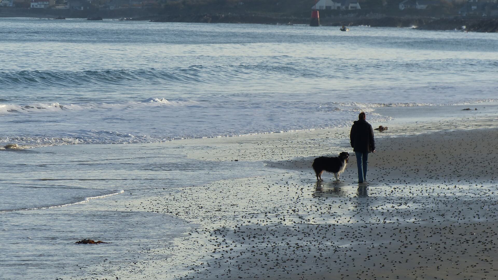 Dog on beach .jpg