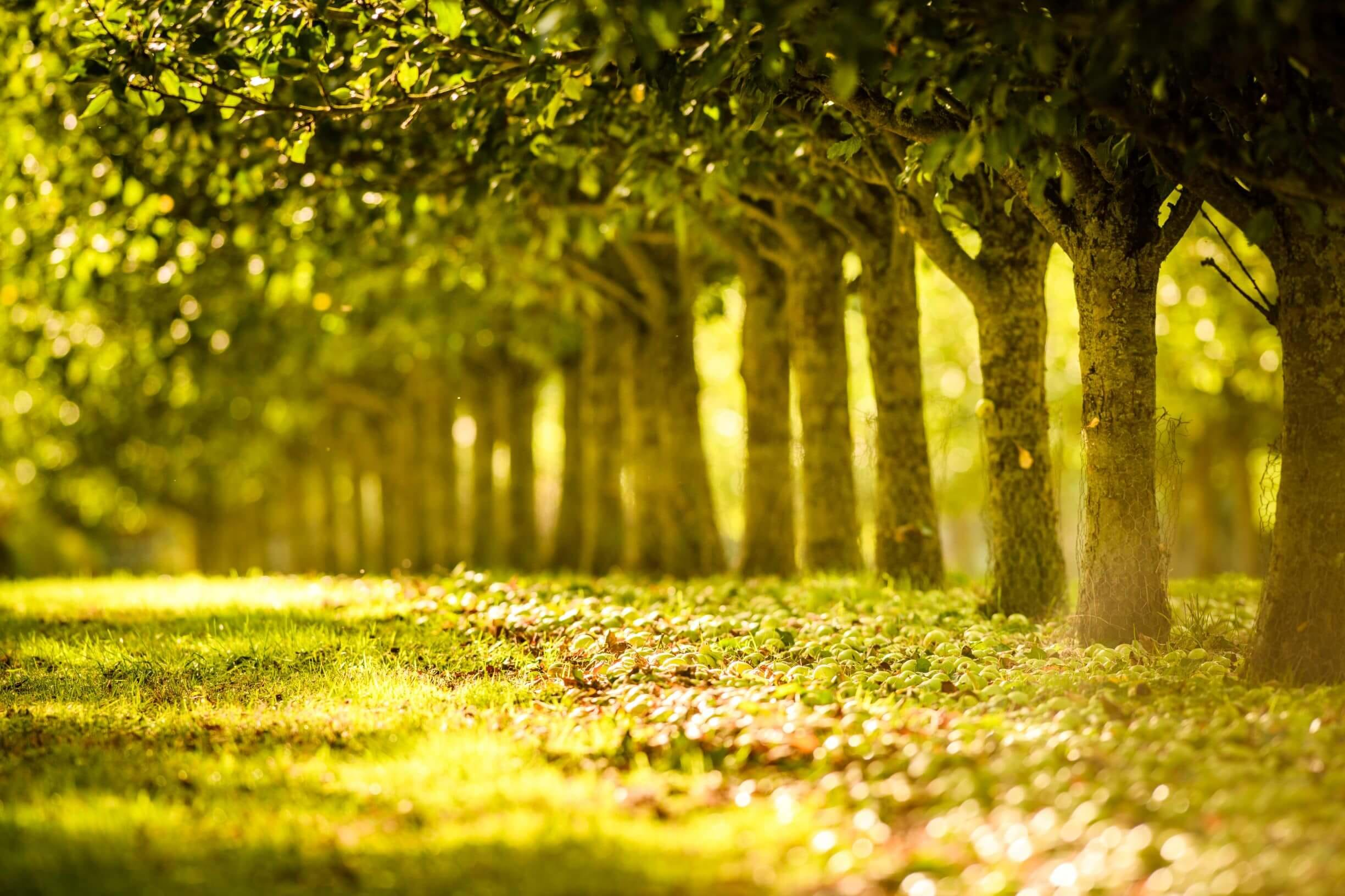 trees in a line in rocquette orchard guernsey channel islands