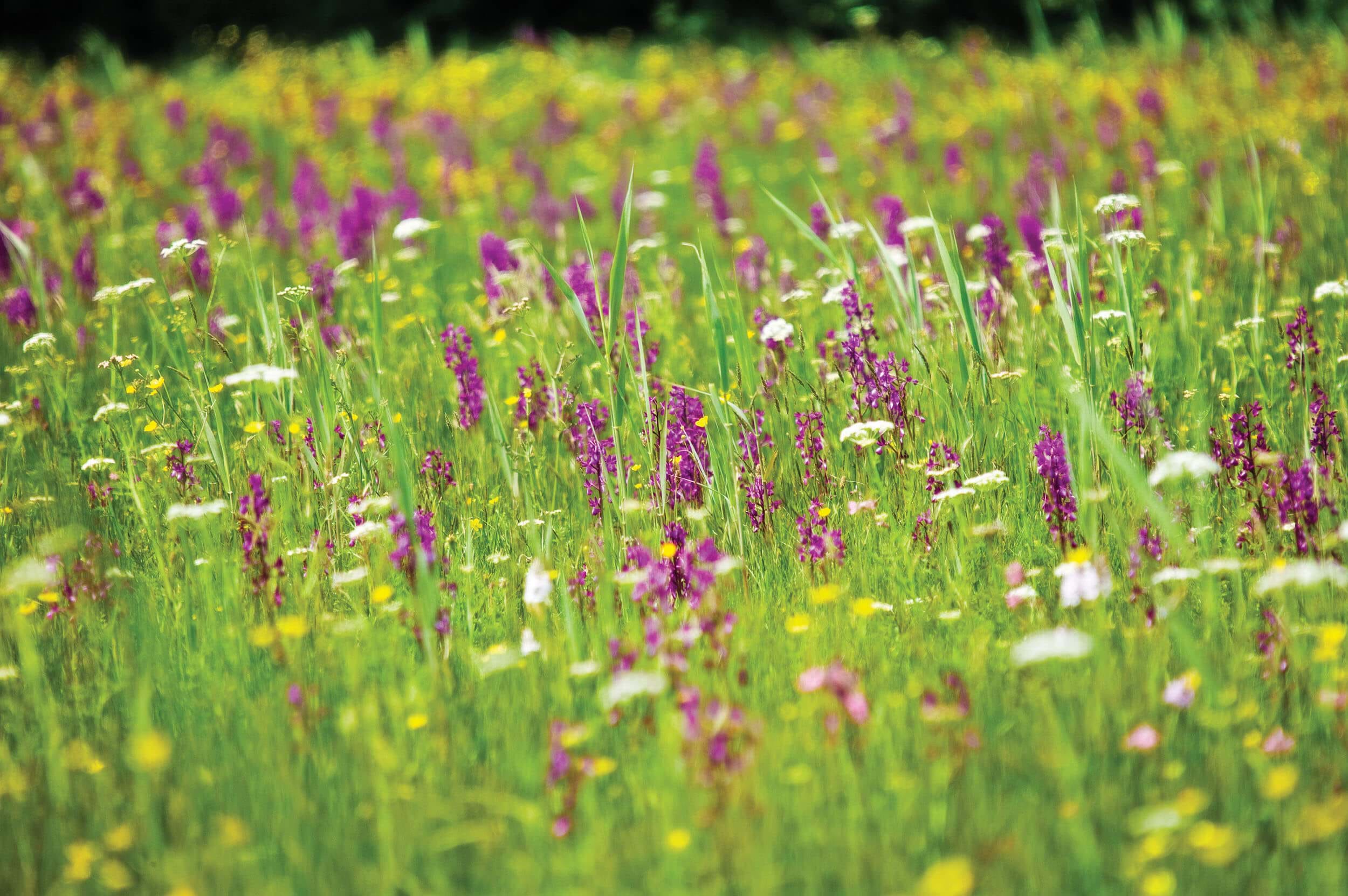 Orchid Fields in Guernsey