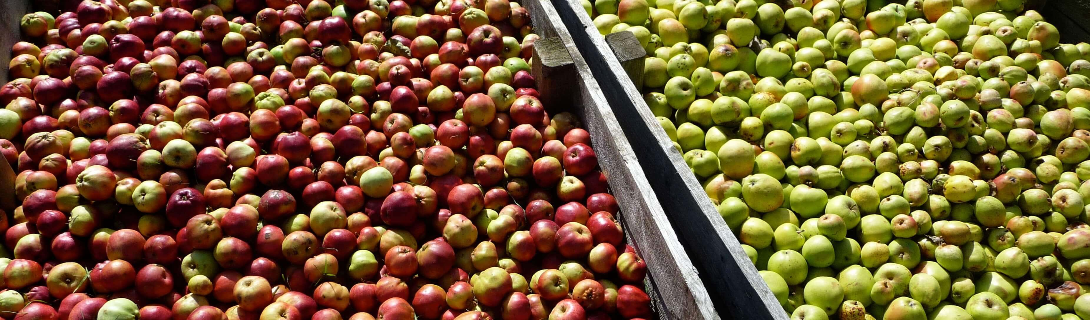 Rocquette Cider apples