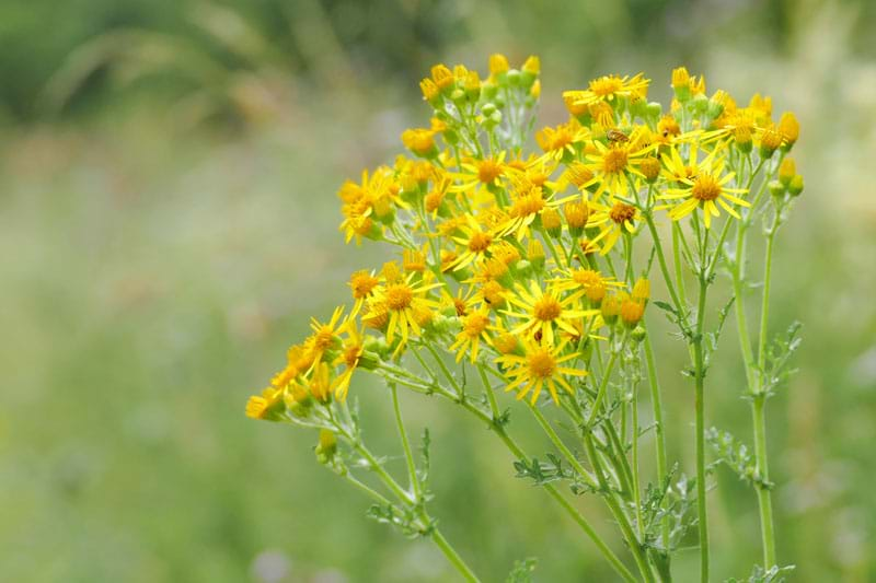 Wild-Flowers.jpg