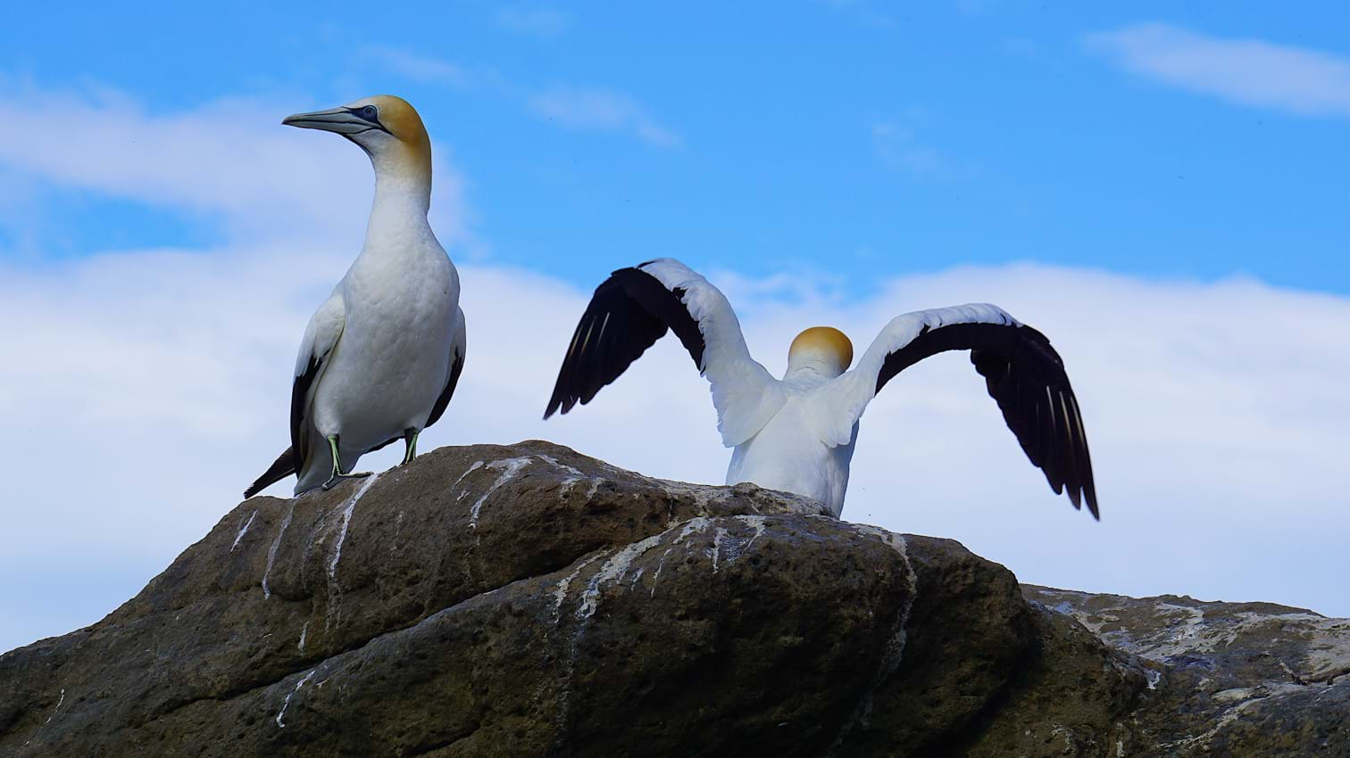 Gannet colony at Les Etacs.jpg