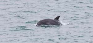 Dolphins and Condor Ferries
