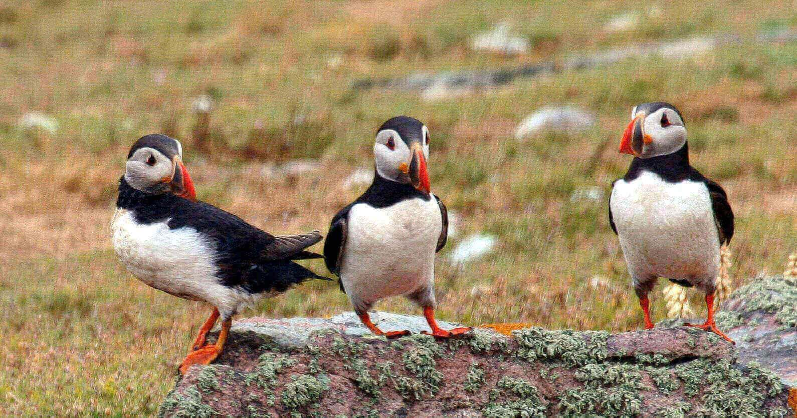 puffins herm islands guernsey channel islands