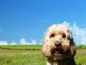 Condor Ferries loves dogs