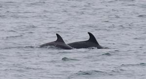 Dolphin spotting