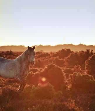 new forest pony dorset with sun shining on green ground and blue sky