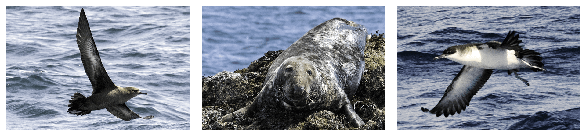 Sooty Shearwater, Grey Seal and Manx Shearwater