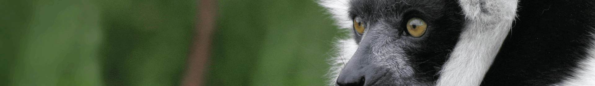 A Lemur at Durrell Zoo