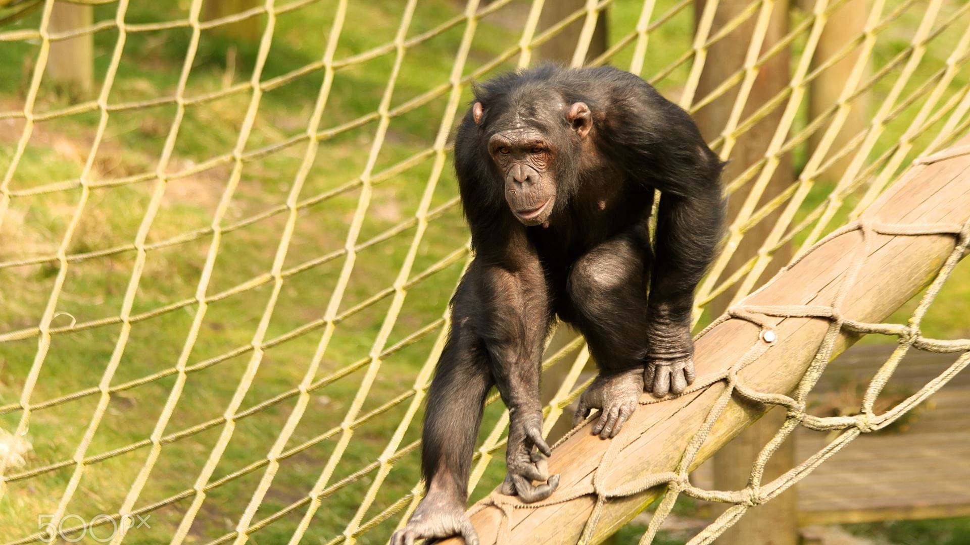 a-chimpanzee-climbs-the-ropes-at-monkey-world-dorset