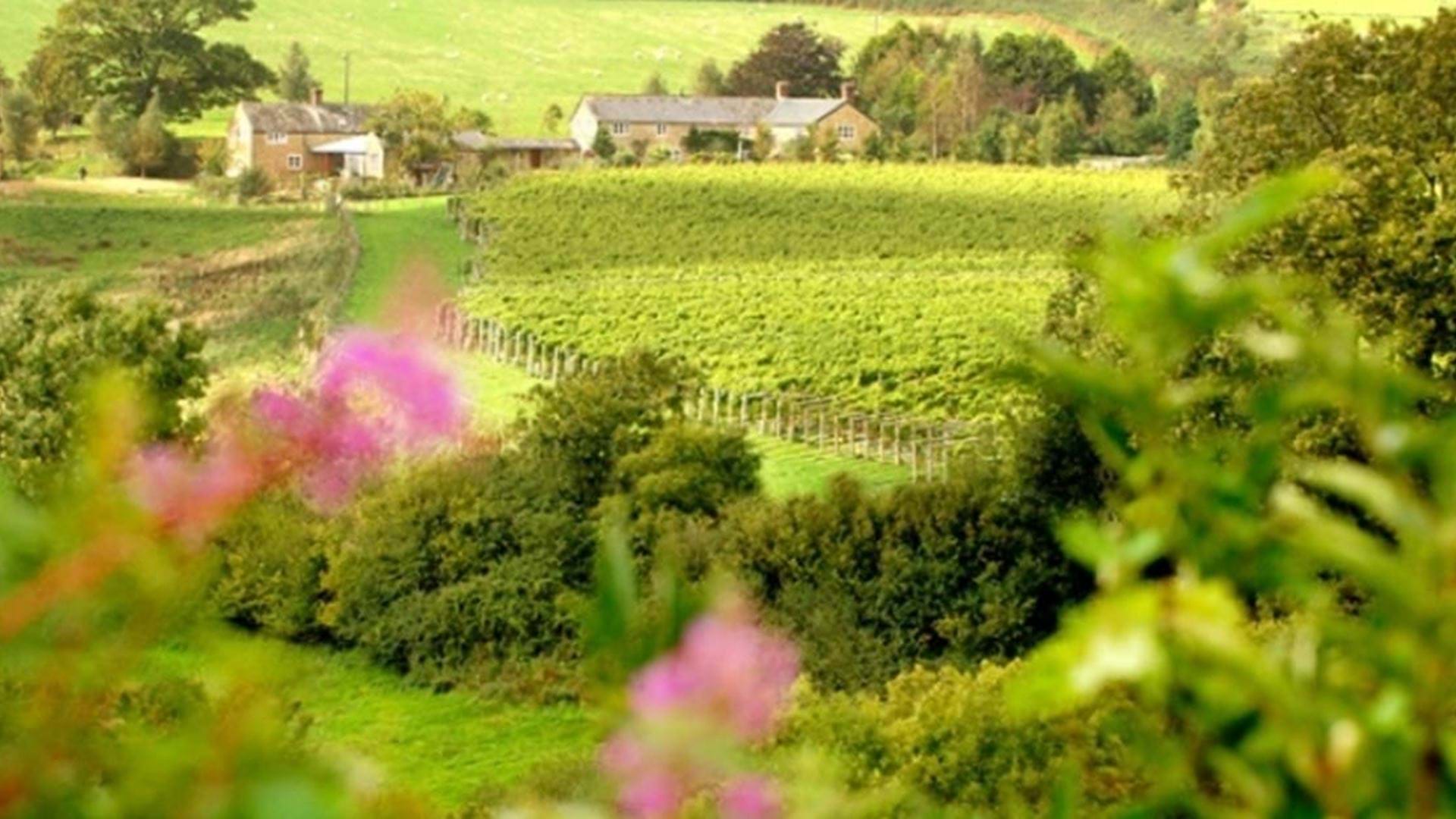 views-over-furleigh-estate-winery-dorset