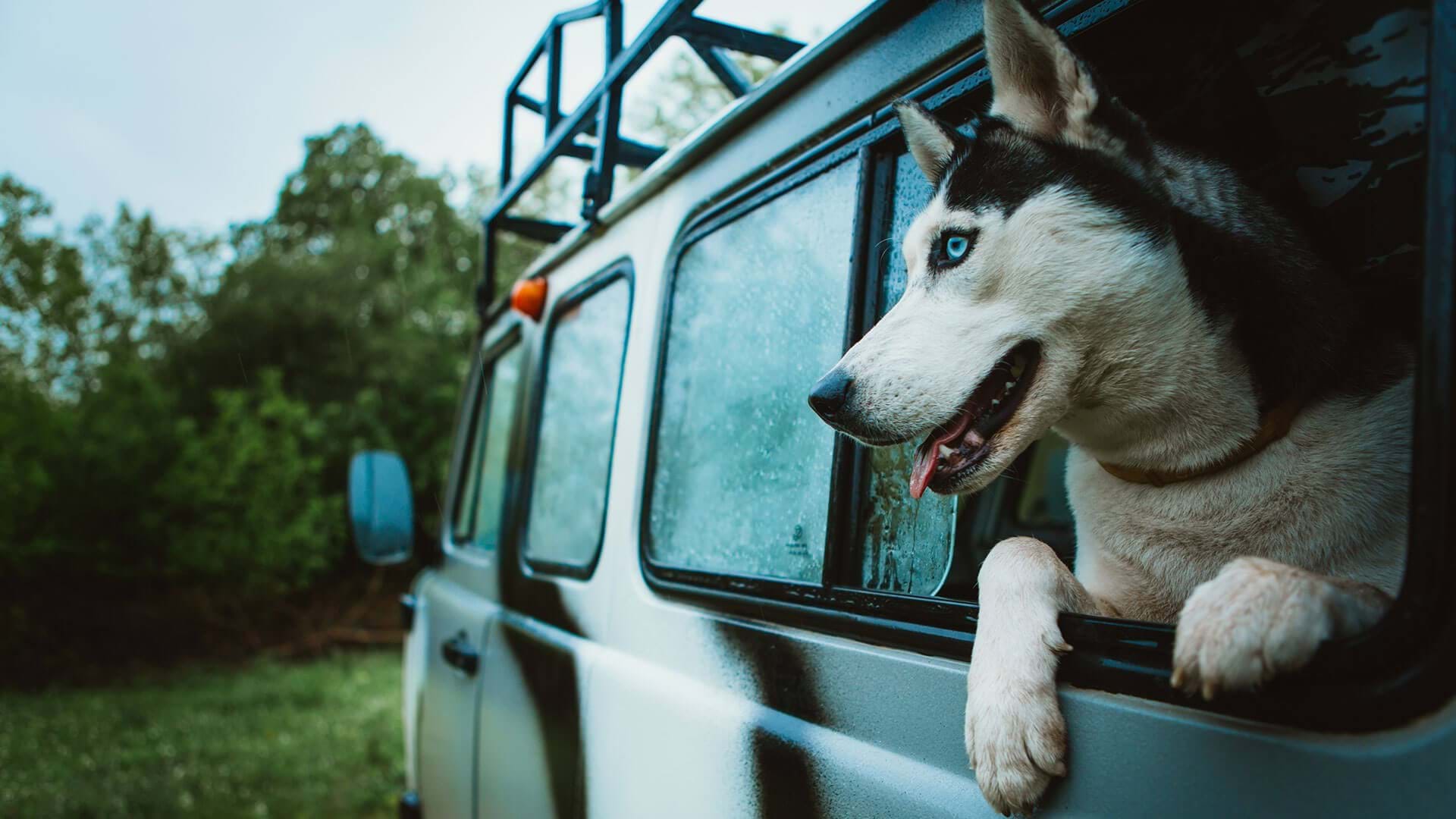 Pet travel