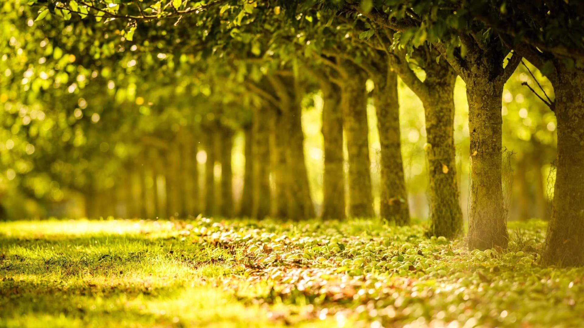 trees-in-a-line-in-rocquette-orchard-guernsey-channel-islands