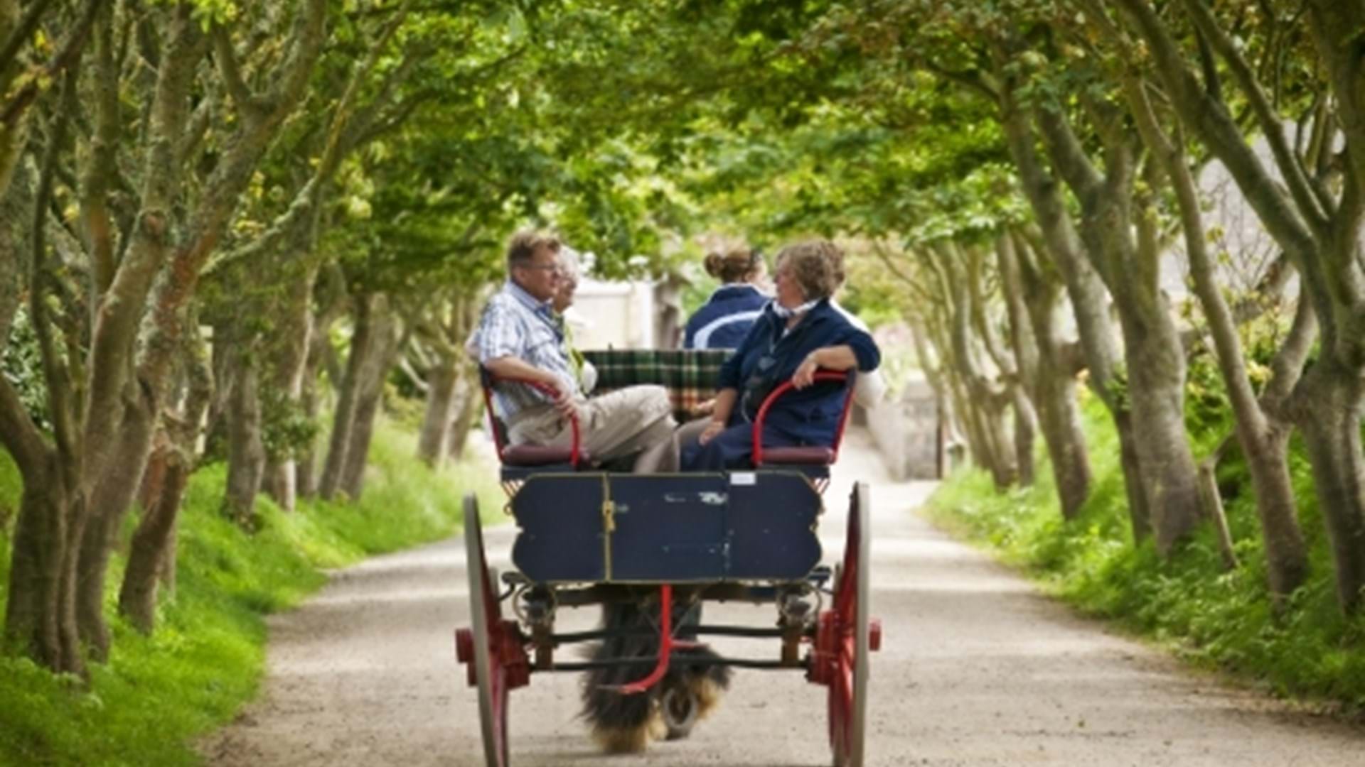 sark-horse-and-carriages-guernsey-channel-islands