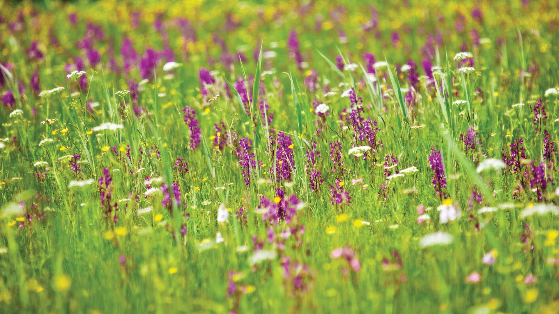 orchid-fields-in-guernsey