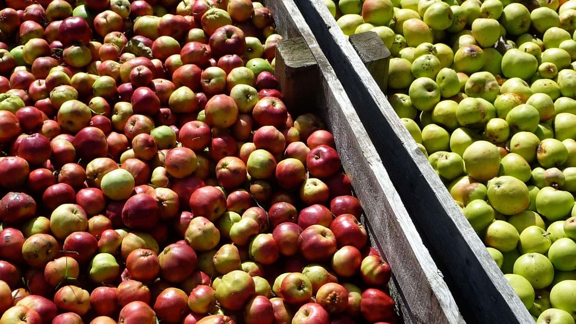 rocquette-cider-apples
