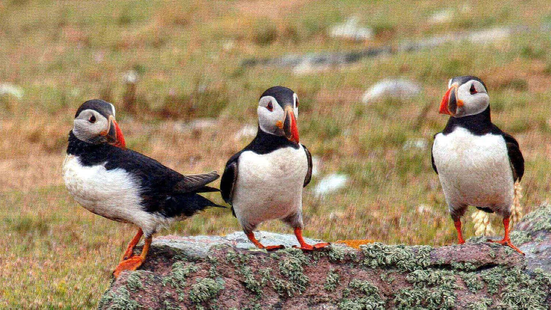 puffins-herm-islands-guernsey-channel-islands