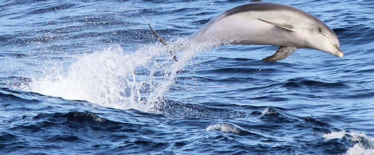 Marine Life