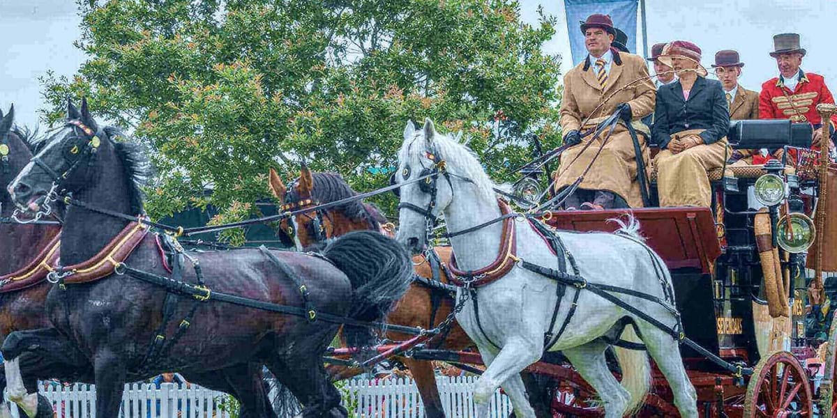 New Forest Show