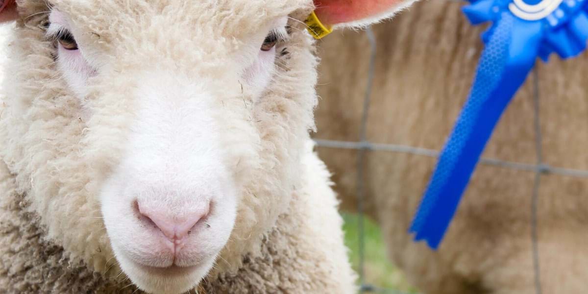 Dorset County Show