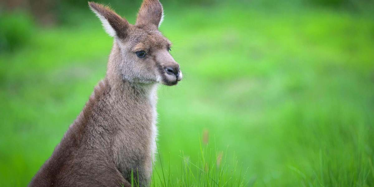 Kangaroo - Feeding time at the zoo