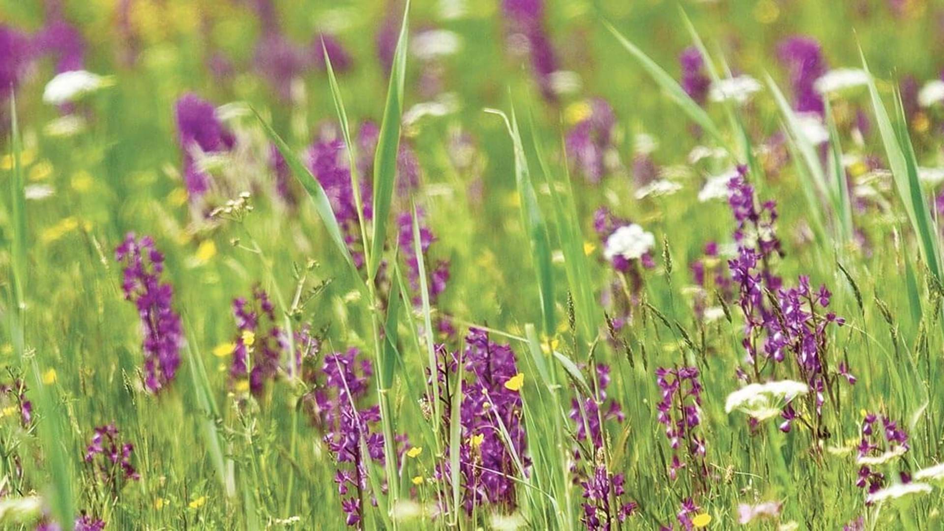 orchid fields in guernsey