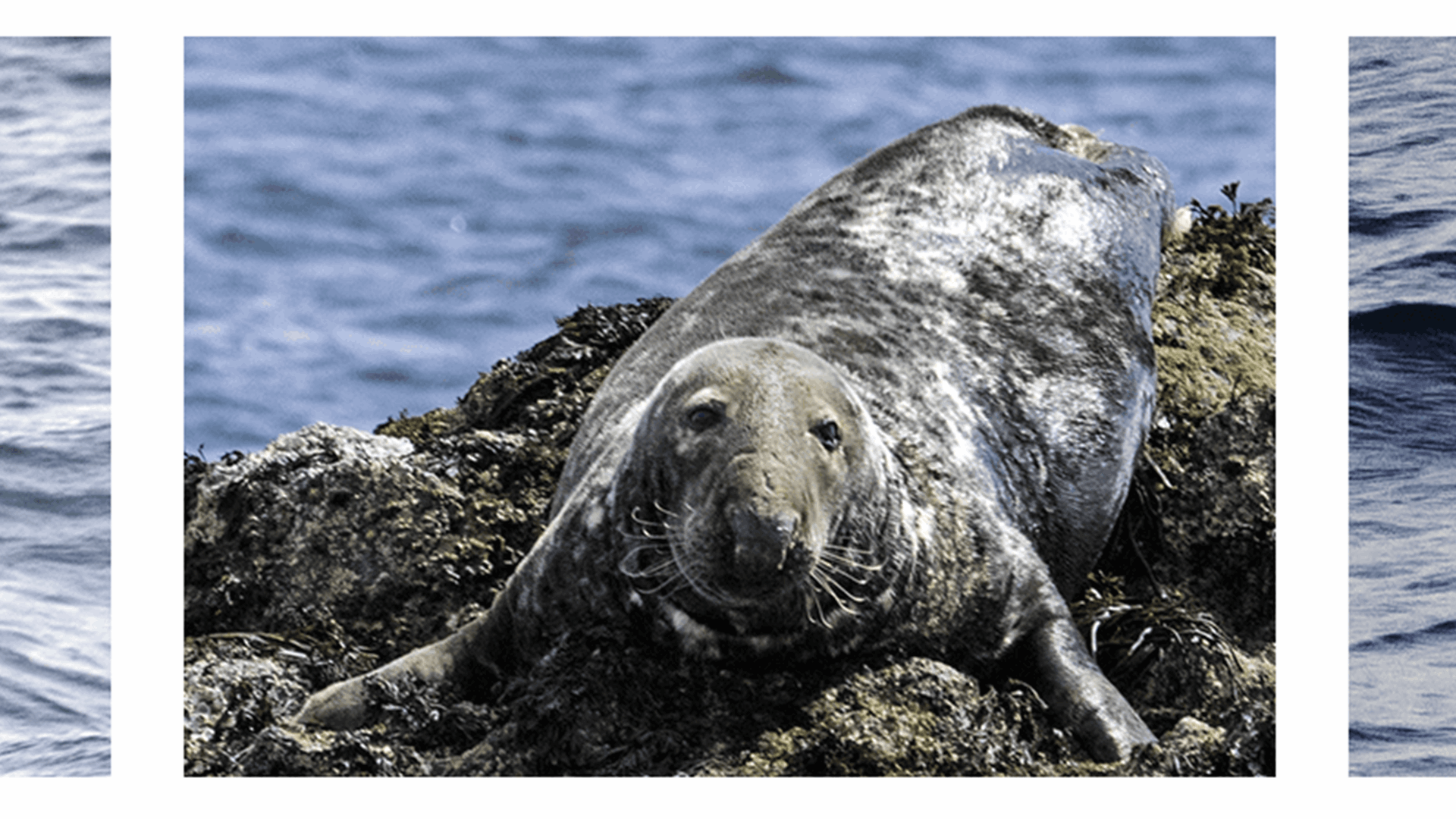 sooty-shearwater-grey-seal-and-manx-shearwater