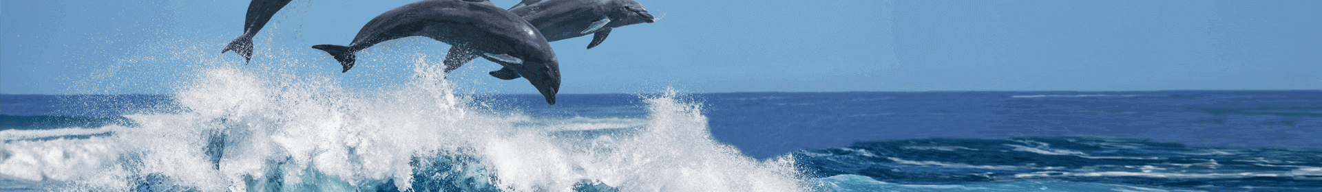 A day out with Marine Life