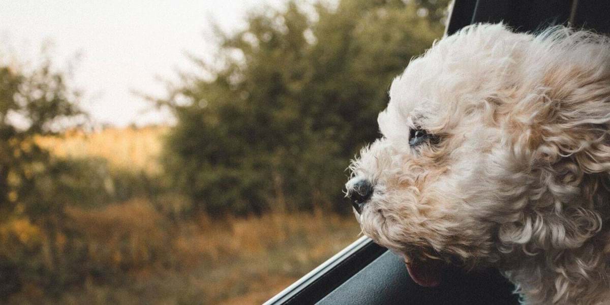 Travelling with your dog on ferries