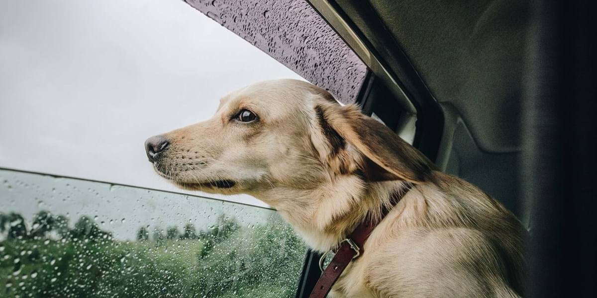 Travelling with Pets on Condor Ferries